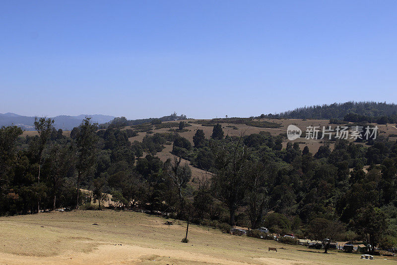 在晴朗的天空下，春天的Pagalkod Mund, Ooty，泰米尔纳德邦景观的美丽风景